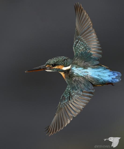 翡翠との出会い | カワセミとの出会い